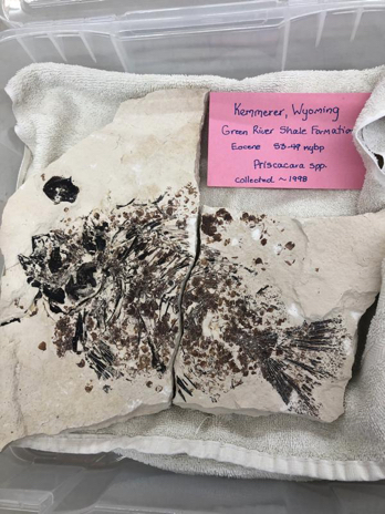 Eocene fish, Kemmerer, WY