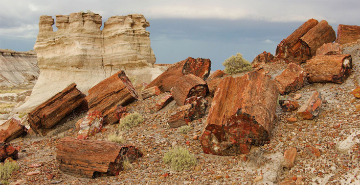 logs-Petrified-Forest-National-Park-Arizona