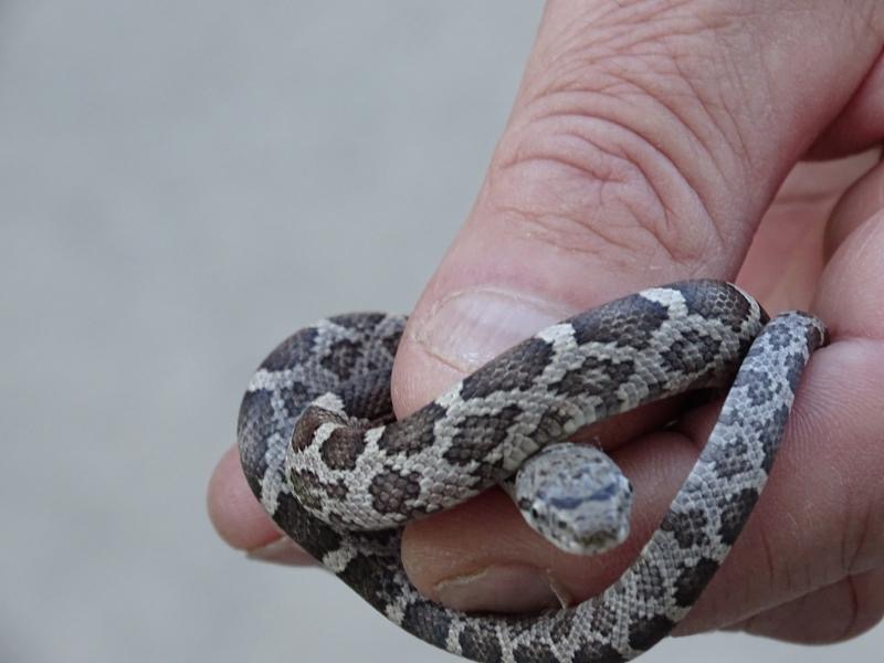 Unexpected visitor - they didn&rsquo;t have a ticket, so they were sent on their way!