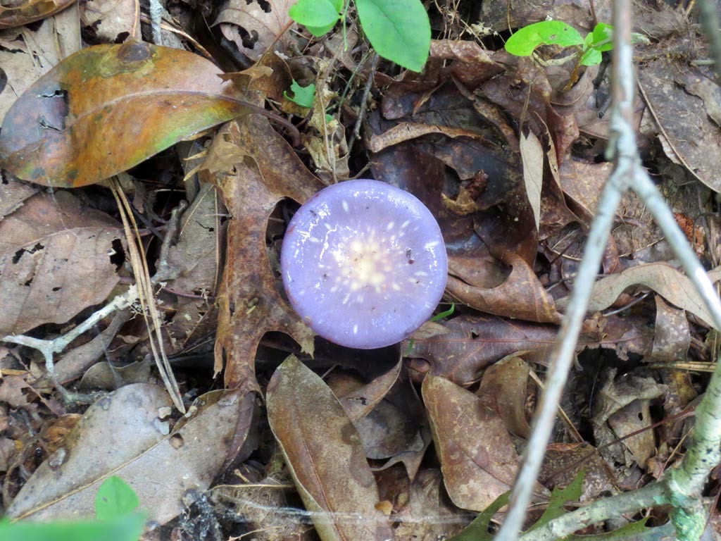 Fairystone State Park - Blue Mushroom, August 2013 <br />[Contributed by & used with permission of Michael Pabst]