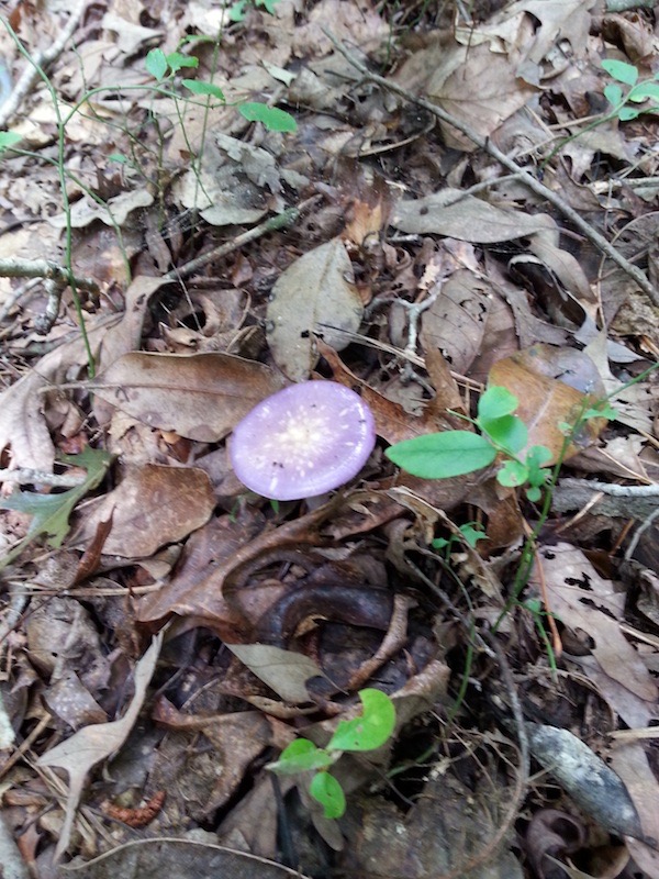 Fairystone State Park - Blue Mushroom, August 2013<br />[Contributed by & used with permission of Dean Hostetter]