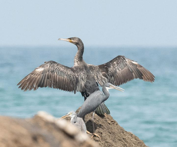 Cormorant &#38; Herons