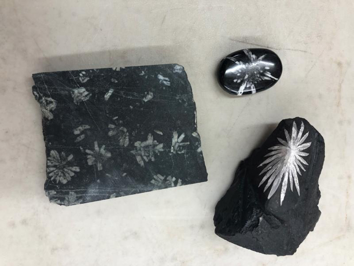 Chrysanthemum stone 1